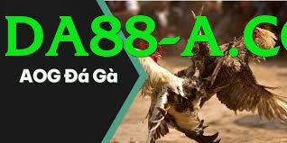 Cách Đọc Kèo Đá Gà - Hỗ trợ